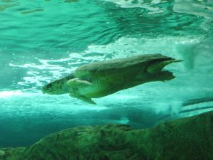 Especialista en Fauna Marina