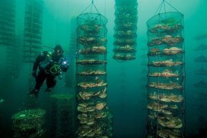 UF0397 Conservación de Artes y Aparejos de Pesca