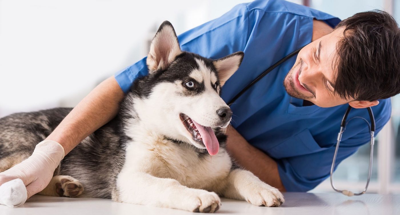 Personal veterinario atendiendo a un husky en consulta, formación para el empleo