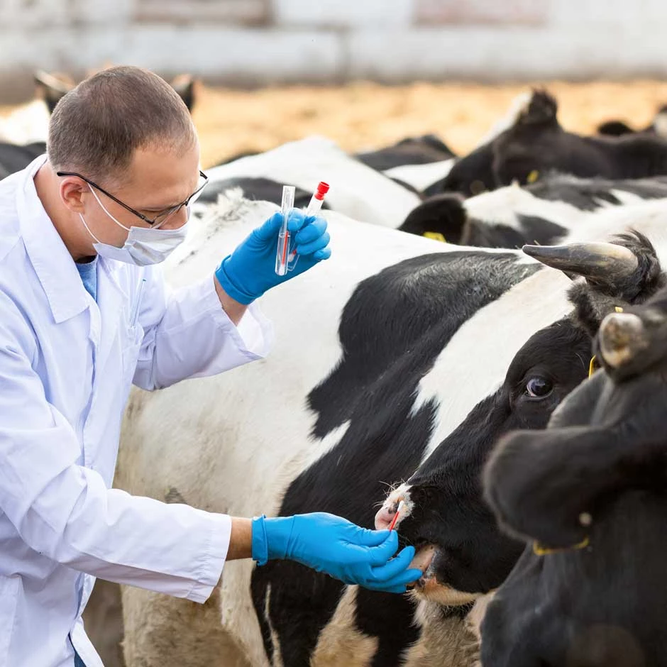 Técnico sanitario con bata y guantes tomando muestra nasal a una vaca — cursos con prácticas en empresa