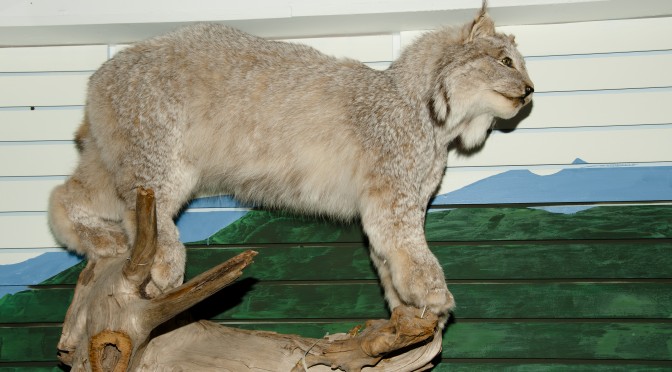 Felino disecado sobre un tronco en exhibición, cursos online