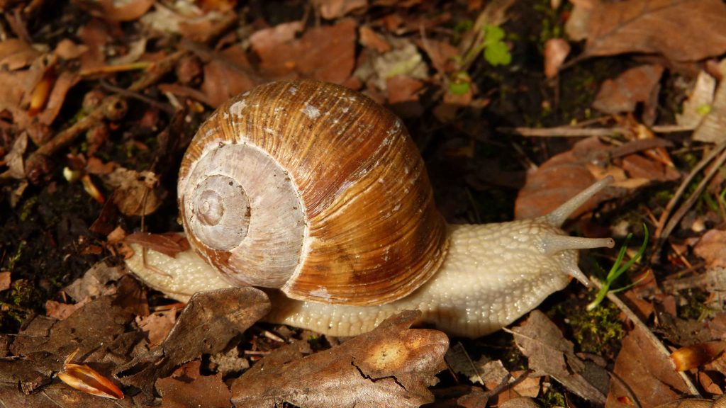 Caracol de concha marrón sobre hojarasca — cursos online