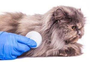 Especialista en Patologías Animales Veterinarias(Online)
