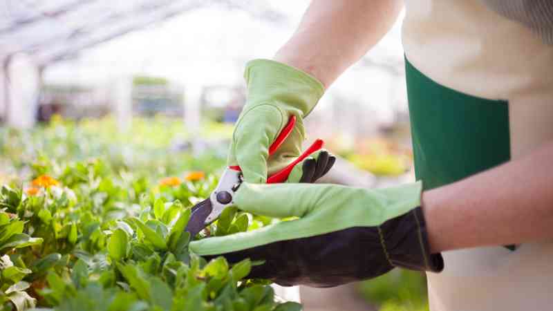 Manos enguantadas podando plantas con tijeras de podar, cursos con prácticas en empresa
