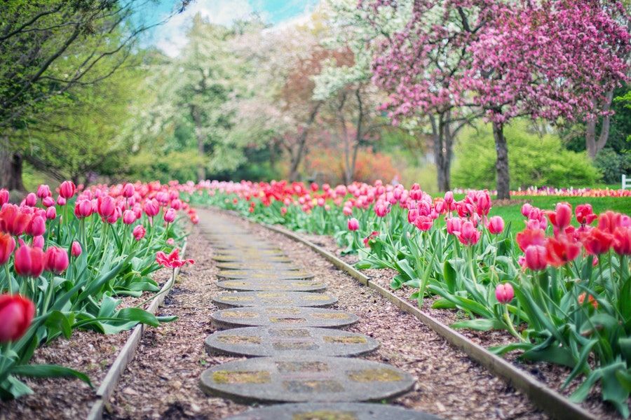 Camino de losas flanqueado por tulipanes rosas en un jardín primaveral — formación para el empleo