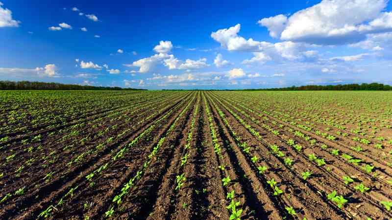 Hileras de cultivo joven en campo abierto, cursos sector industrial