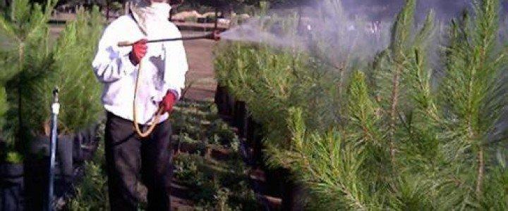 Trabajador con mascarilla y guantes pulverizando pinos en vivero — formación para el empleo