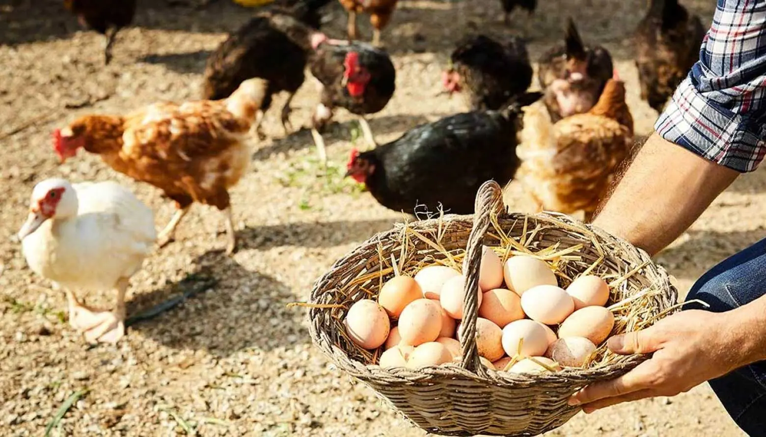 Cesta de mimbre con huevos recogidos a mano entre gallinas y un pato — cursos gratuitos