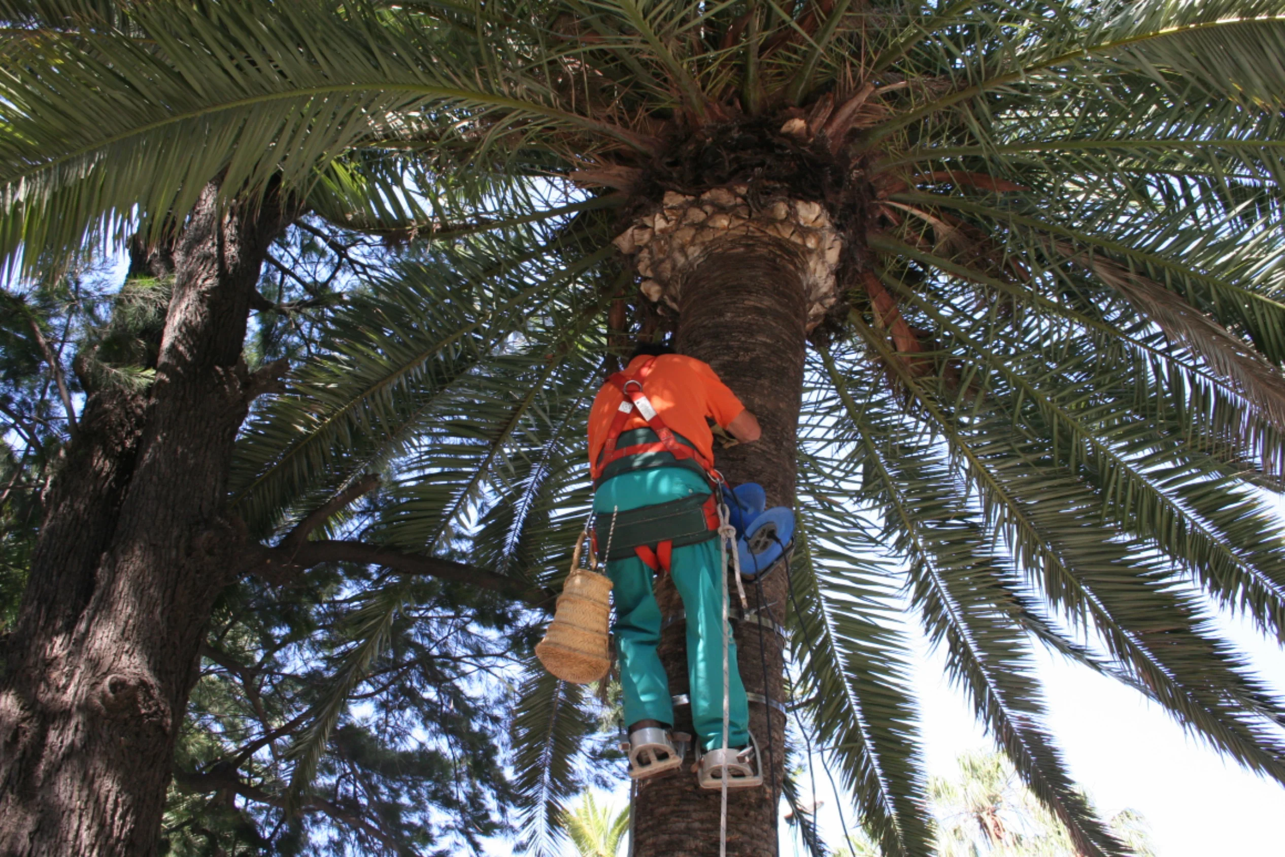 Trabajador con arnés escalando una palmera para poda — formación para el empleo