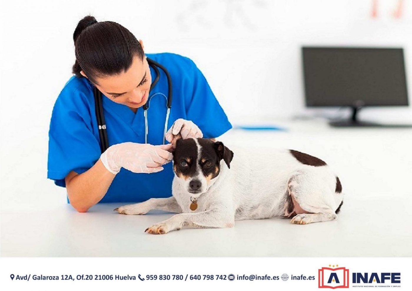 Veterinaria con guantes examinando la oreja de un perro, cursos en Huelva