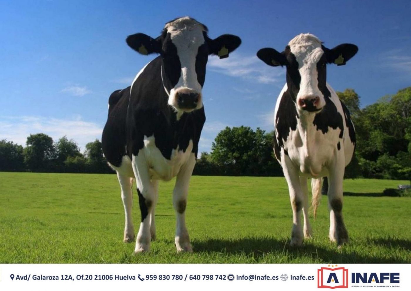 Vacas frisona en pradera verde bajo cielo azul — formación profesional Huelva