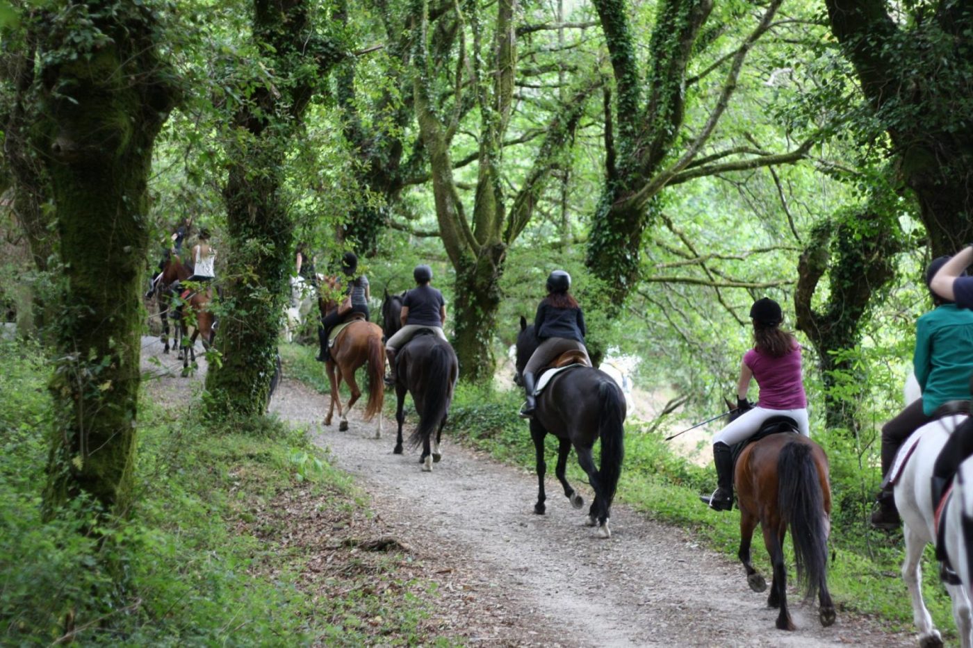 Paseo a caballo por un sendero arbolado con varios jinetes, cursos en Huelva